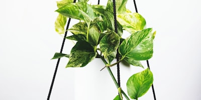 世界杯体育场内景，观众席上坐满挥舞旗帜的球迷